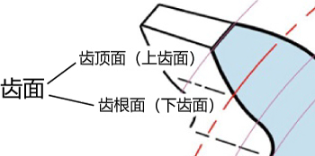  齿面 